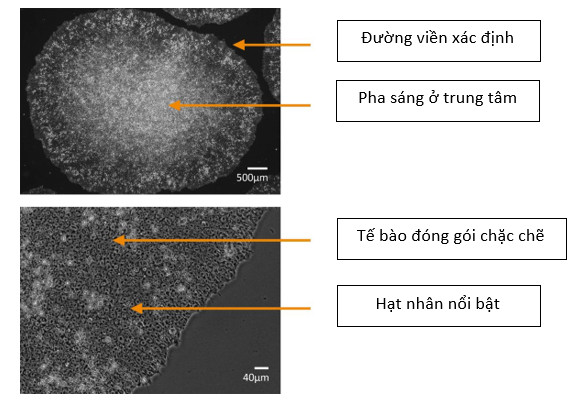 Hình thái của hPSCs