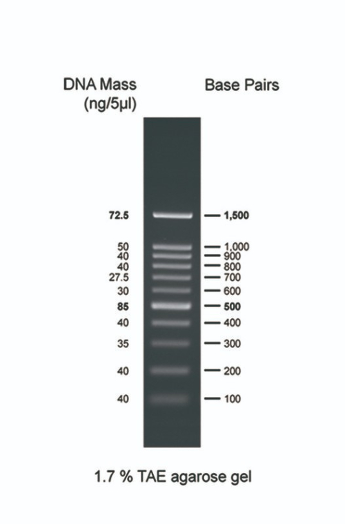 BH 100bp DNA Ladder RTU (100-1,500 bps)