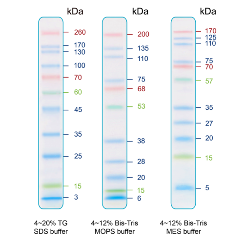 IRIS11 Prestained Protein Ladder