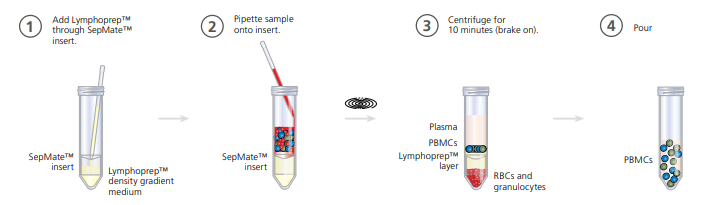 lymphoprep dùng với ống sepmate
