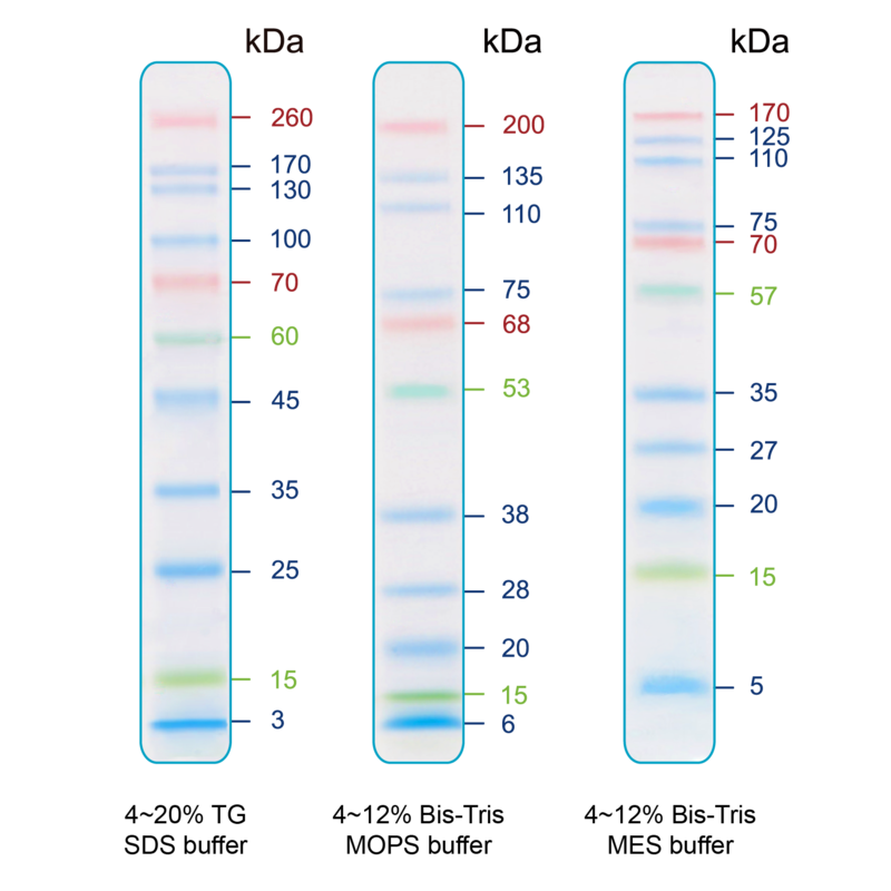 Thang Chuẩn Protein IRIS11 (11 pre-stained bands, 3-260 kDa)