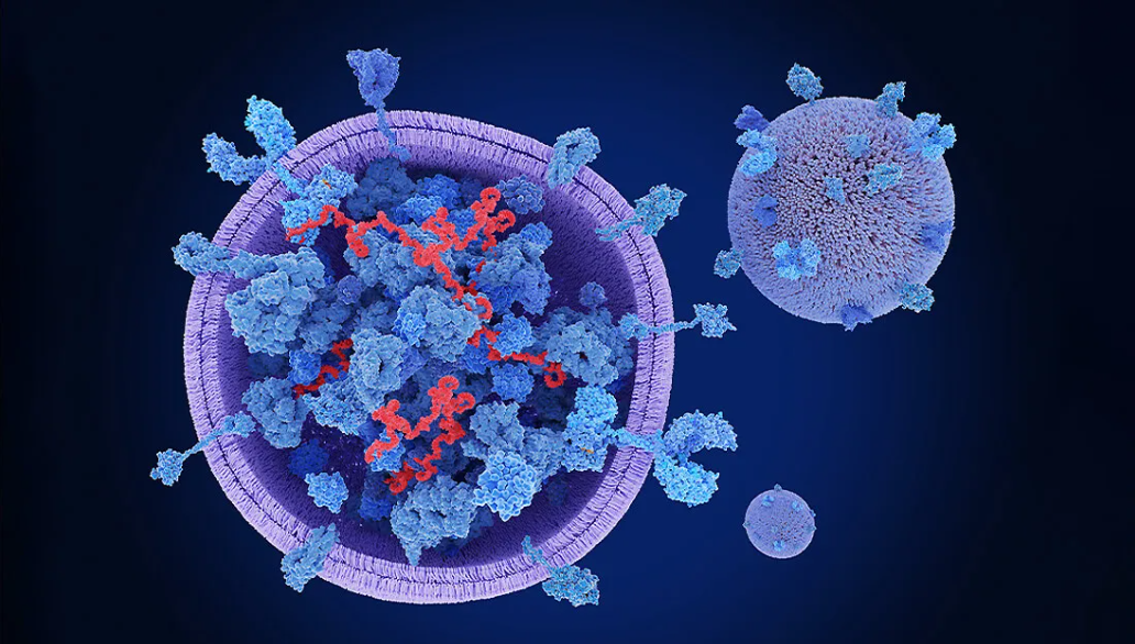 Exosome Có Nguồn Gốc Từ Tế Bào Gốc Trung Mô: Một Phương Pháp Tiếp Cận Hiện Đại Trong Y Học Chuyển Dịch