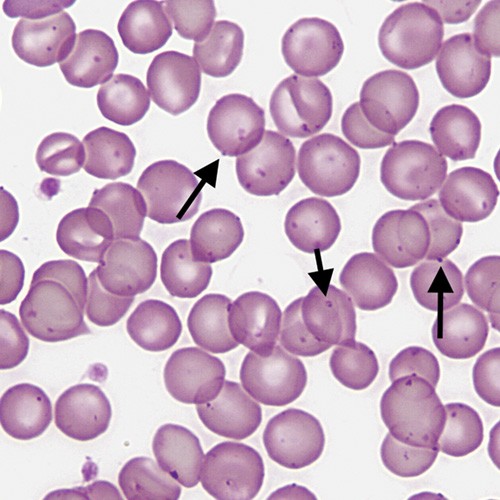 Kit Real-time PCR Phát Hiện Mycoplasma