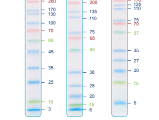 Thang Chuẩn Protein IRIS11 (11 pre-stained bands, 3-260 kDa)