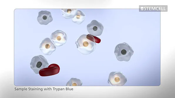 Cách Đếm Tế Bào Bằng Hemocytometer