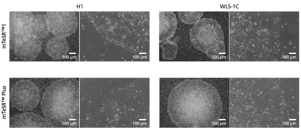 https://www.stemcell.com/media/images/data-figures/05825/fig5_data_web_ready_updated.jpg