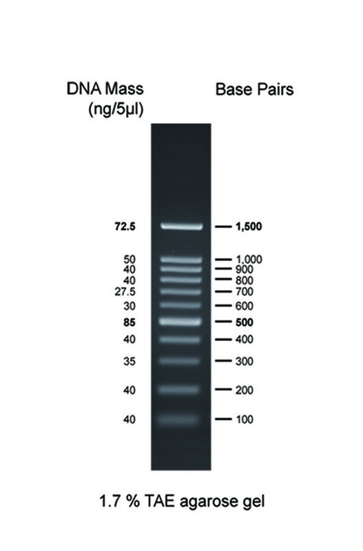 Thang Chuẩn DNA 100bp (BH 100bp DNA Ladder RTU)