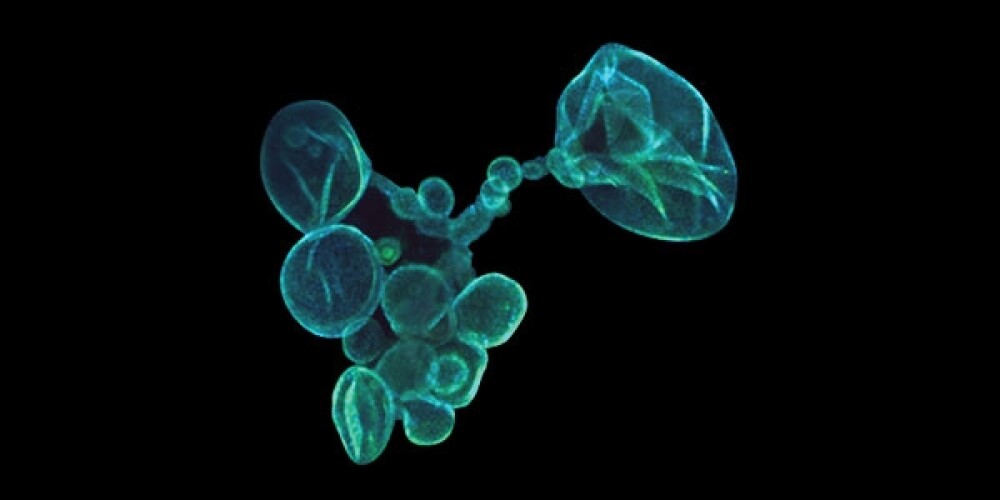 Nghiên Cứu Organoids