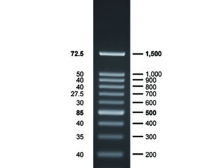 Thang Chuẩn DNA 100bp (BH 100bp DNA Ladder RTU)