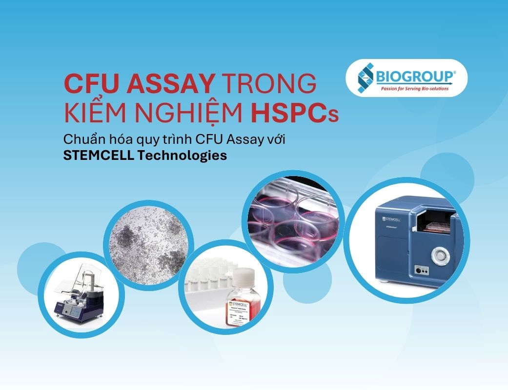Vì sao CFU Assay quan trọng trong kiểm tra HSPCs trước cấy ghép?