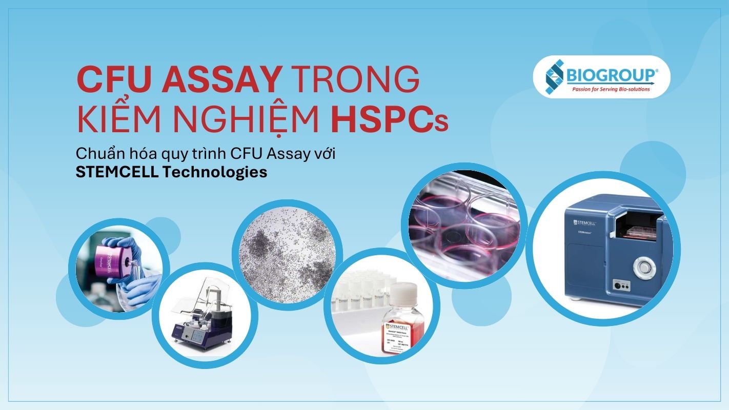 CFU Assay đóng vai trò quan trọng trong kiểm nghiệm HSCs