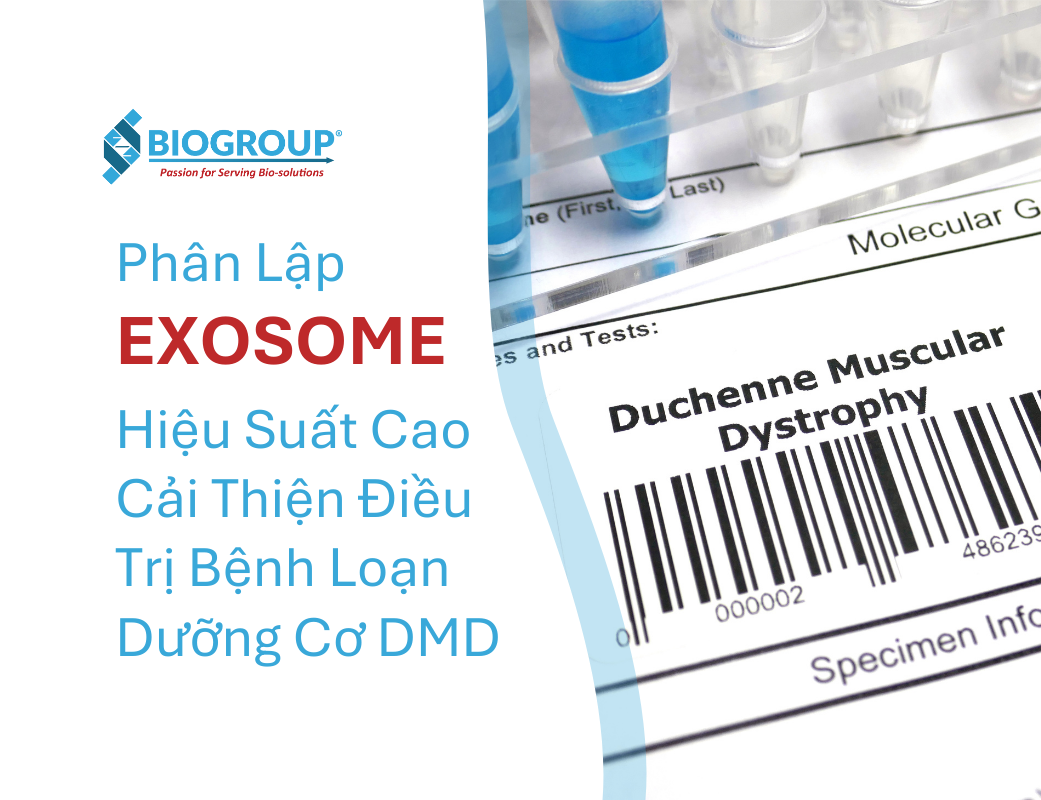Phân lập exosome hiệu suất cao cải thiện điều trị bệnh loạn dưỡng cơ DMD