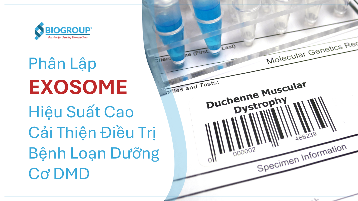 Phân lập exosome hiệu suất cao cải thiện điều trị bệnh loạn dưỡng cơ DMD