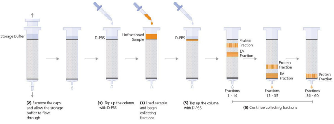 How To Use Extracellular Vesicle SEC Columns