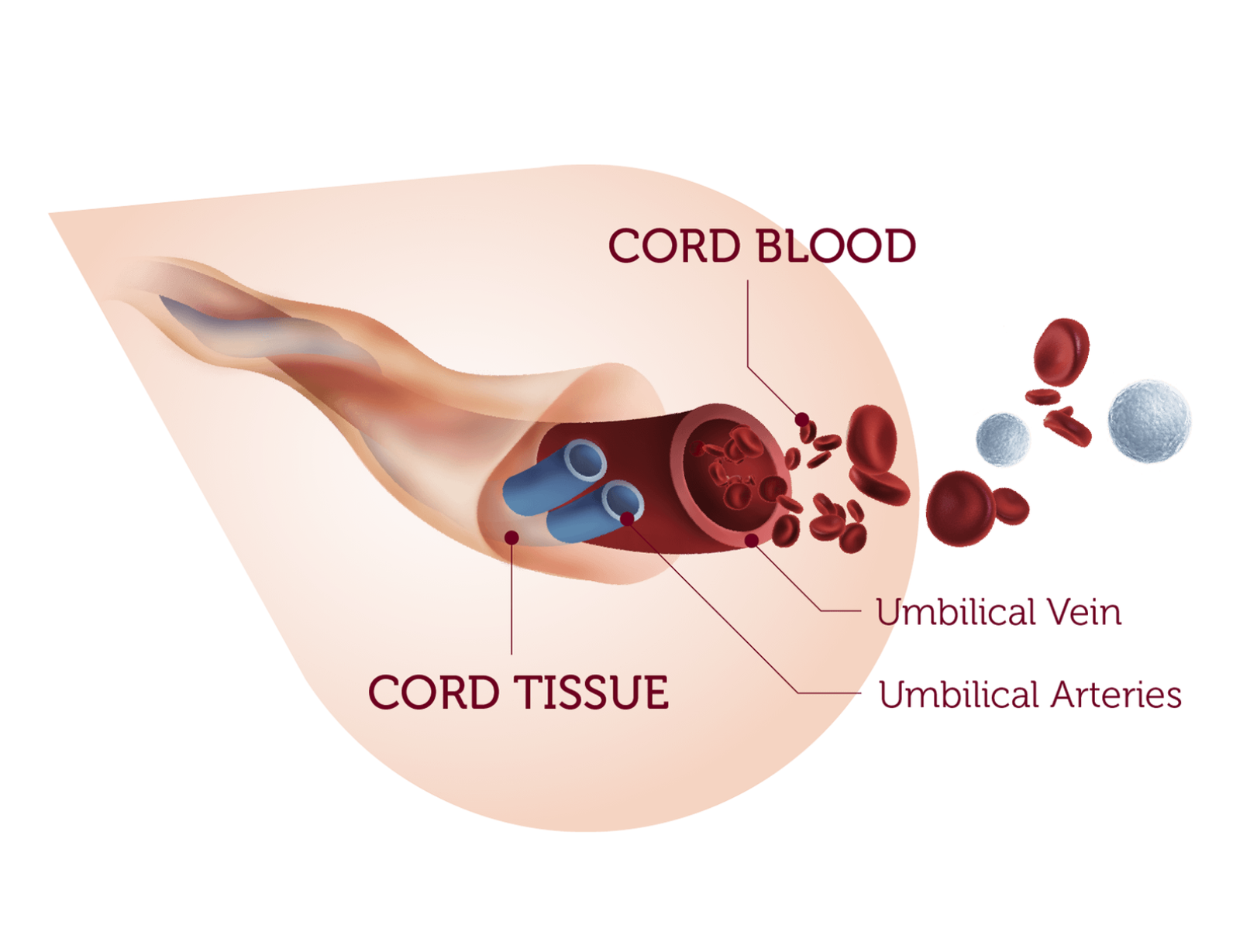 Trends To Store Umbilical Cord Blood Stem Cells at Cord Blood Banks