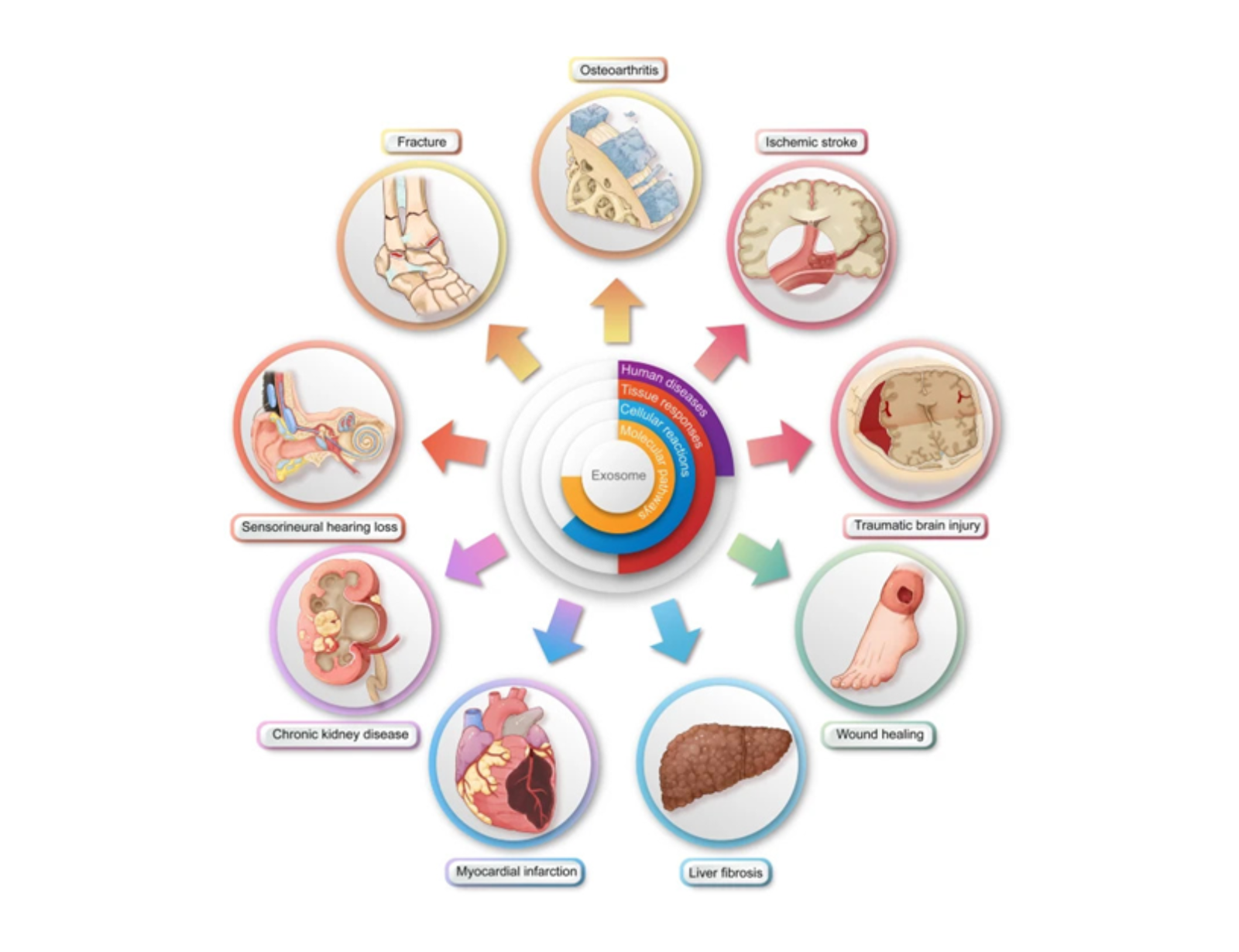 Clinical Applications Of Stem Cell-Derived Exosomes