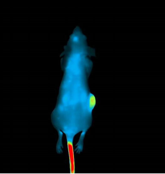 Nanoparticles tumor tracing with Alliance Q9 system (with a Chroma)