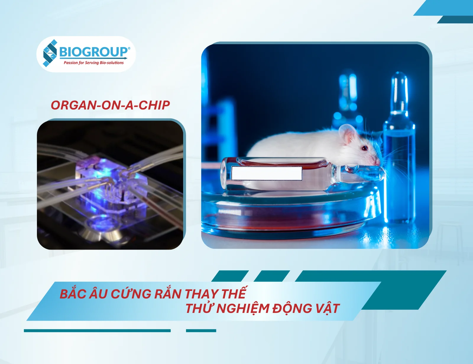 Nordic takes a firm stand on replacing animal testing with new technologies
