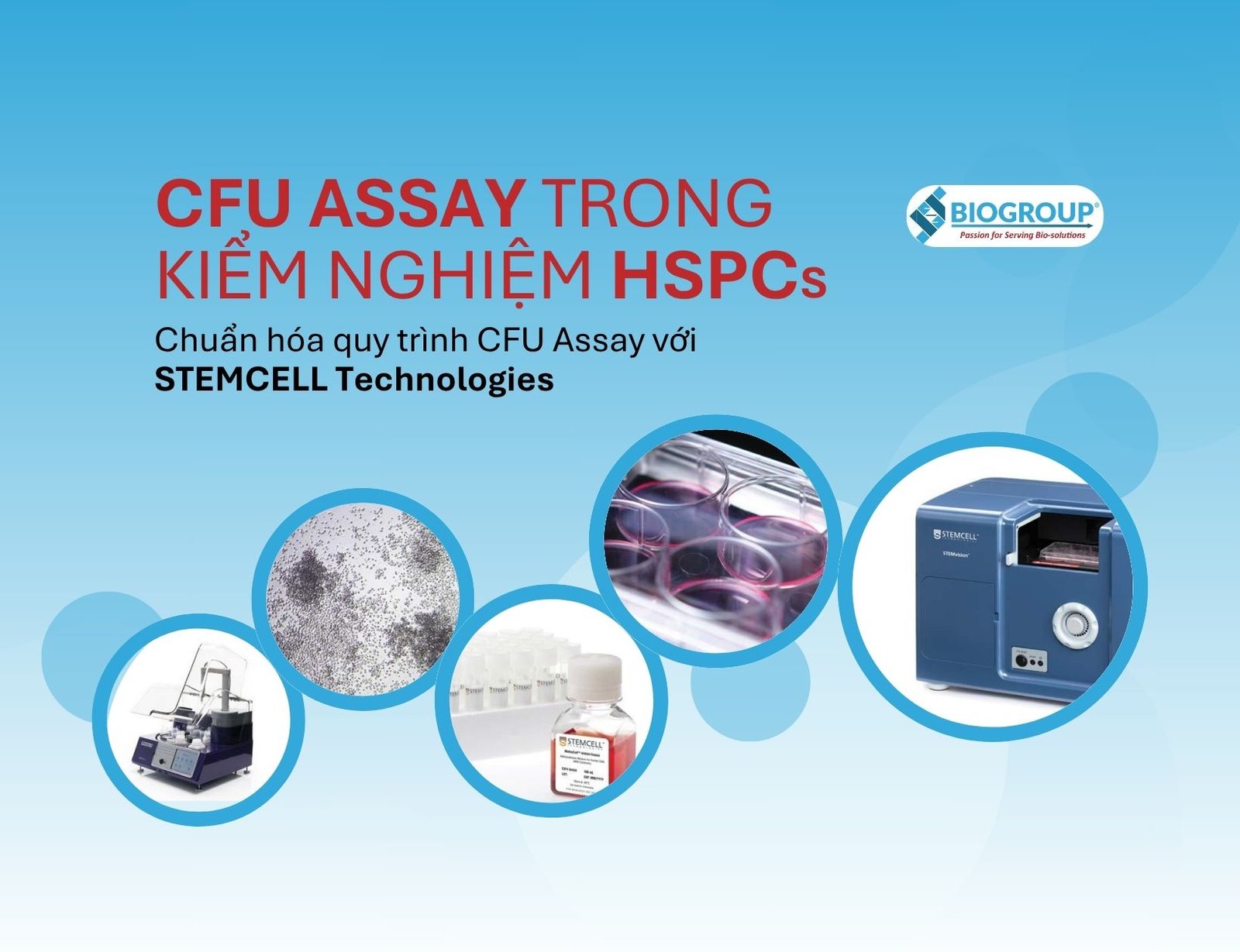 Why is the CFU assay important in testing HSPCs before transplantation?