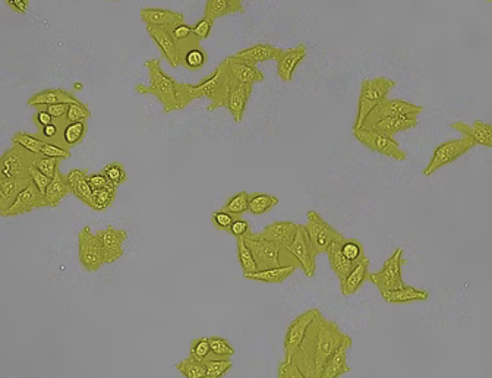Types of Applications of Cell Analysis