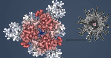 FPLC in SARS-CoV-2 research