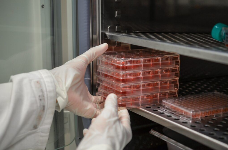 Understanding Serum-Free Media: Balancing Benefits and Limitations in Cell Culture?