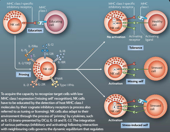 Understanding NK Cell Biology For Harnessing NK Cell Therapies: Targeting Cancer and Beyond