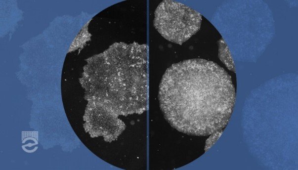 How to evaluate the morphology of hPSCs