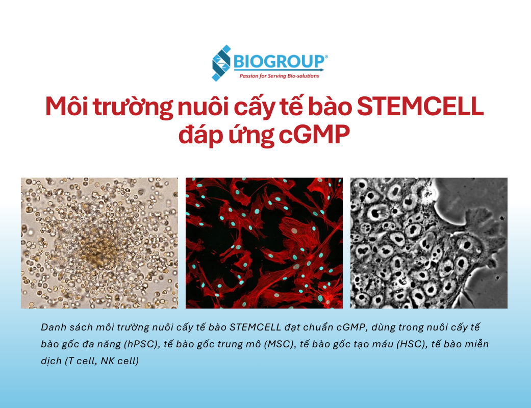 cGMP compliant STEMCELL cell culture medium