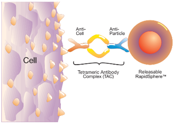 Use EasySep™ Release To Positively Select Cells, Free Your Isolated Cells From Particles