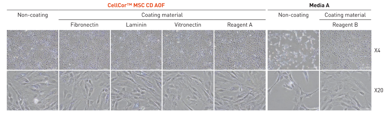 CellCor™ MSC CD AOF bỏ qua bước phủ bề mặt (non-coating) giúp tối ưu chi phí và thời gian. (Nguồn: CellCor™ MSC CD AOF Brochure)