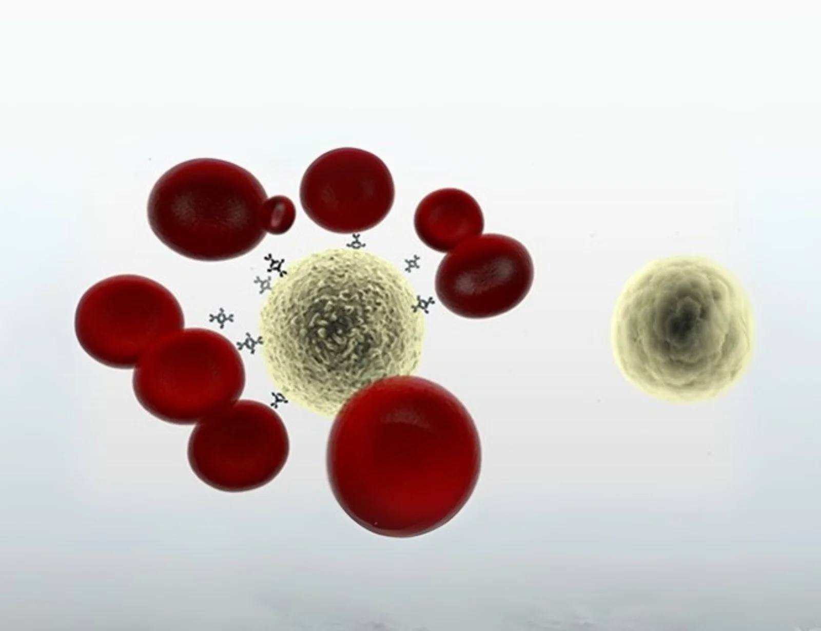 Isolate Cells From Blood