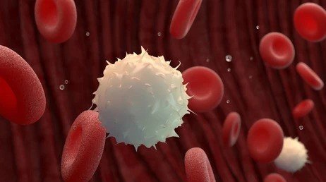 What’s in Your Blood? Counting White Blood Cells After Filtration