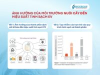 Ảnh hưởng của môi trường nuôi cấy đến hiệu suất tinh sạch EV