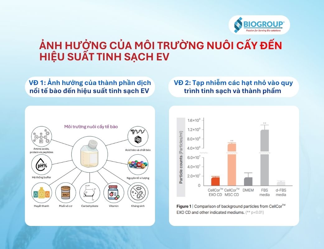 Ảnh hưởng của môi trường nuôi cấy đến hiệu suất tinh sạch EV
