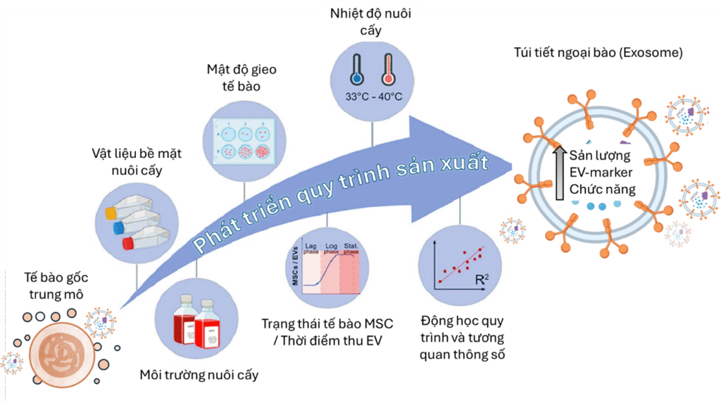 Các yếu tố ảnh hưởng đến quá trình tiết MSC-EVs
