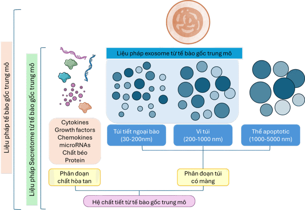 Mesenchymal stem cell (MSC) secretome