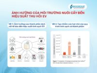 Tinh sạch EV: Ảnh hưởng của môi trường nuôi cấy đến hiệu suất thu hồi EV