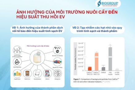 Tinh sạch EV: Ảnh hưởng của môi trường nuôi cấy đến hiệu suất thu hồi EV