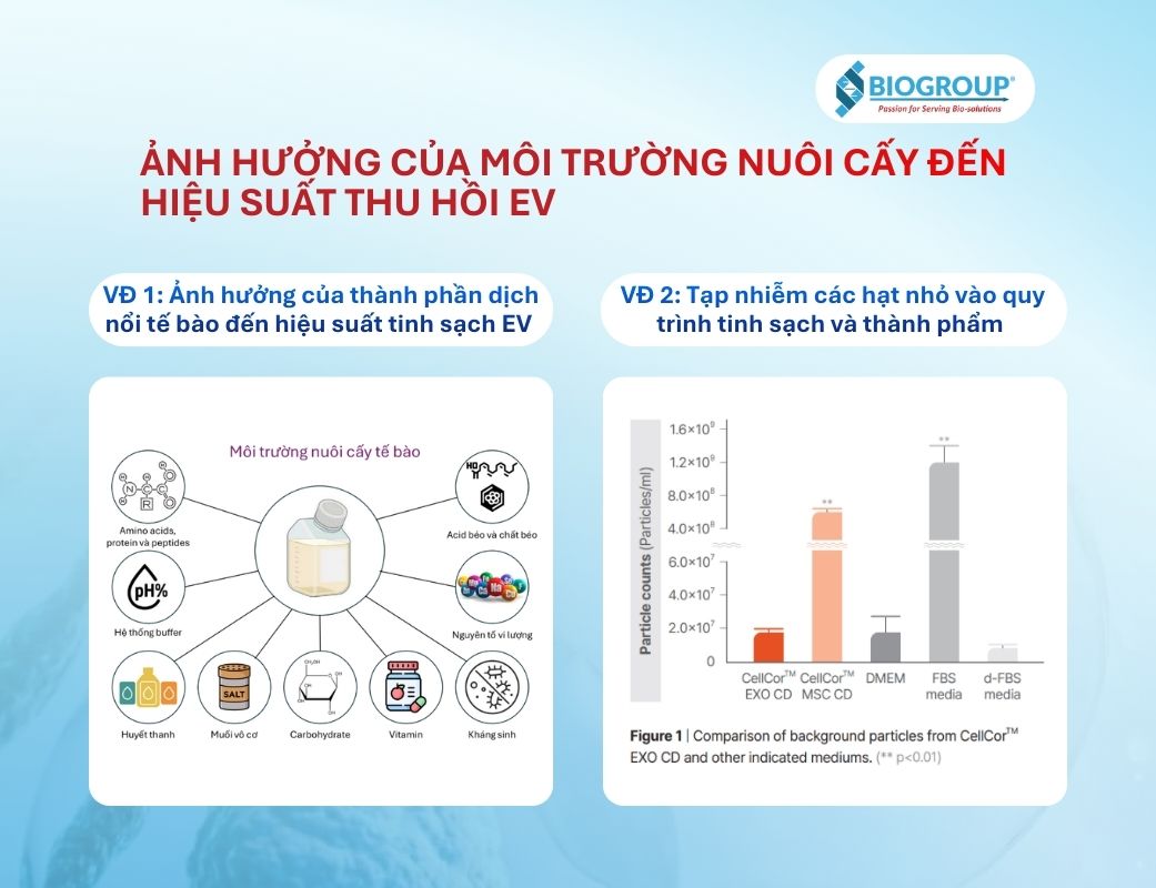 Tinh sạch EV: Ảnh hưởng của môi trường nuôi cấy đến hiệu suất thu hồi EV