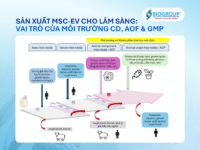Sản xuất MSC-EV cho lâm sàng: Vai trò của môi trường CD, AOF và GMP