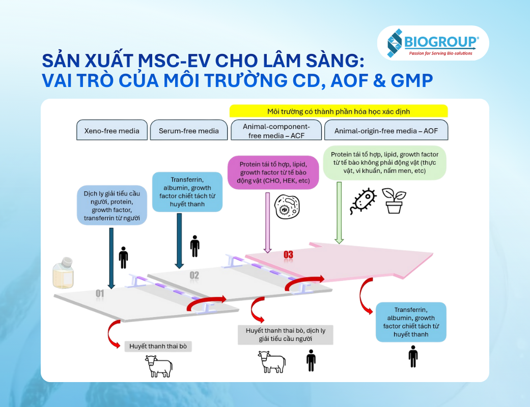 Sản xuất MSC-EV cho lâm sàng: Vai trò của môi trường CD, AOF và GMP