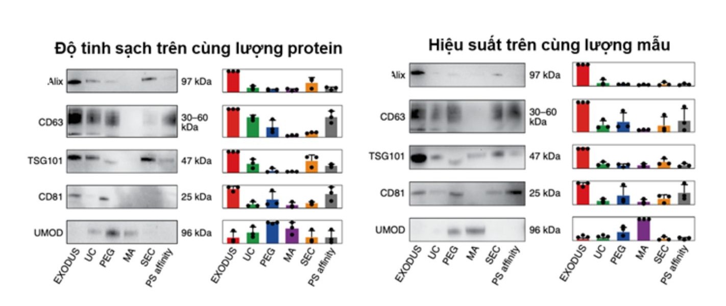 So sánh độ tinh sạch trên cùng lượng protein và hiệu suất trên cùng lượng mẫu