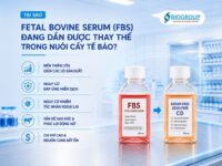 Tại sao Fetal Bovine Serum (FBS) đang dần được thay thế trong nuôi cấy tế bào?