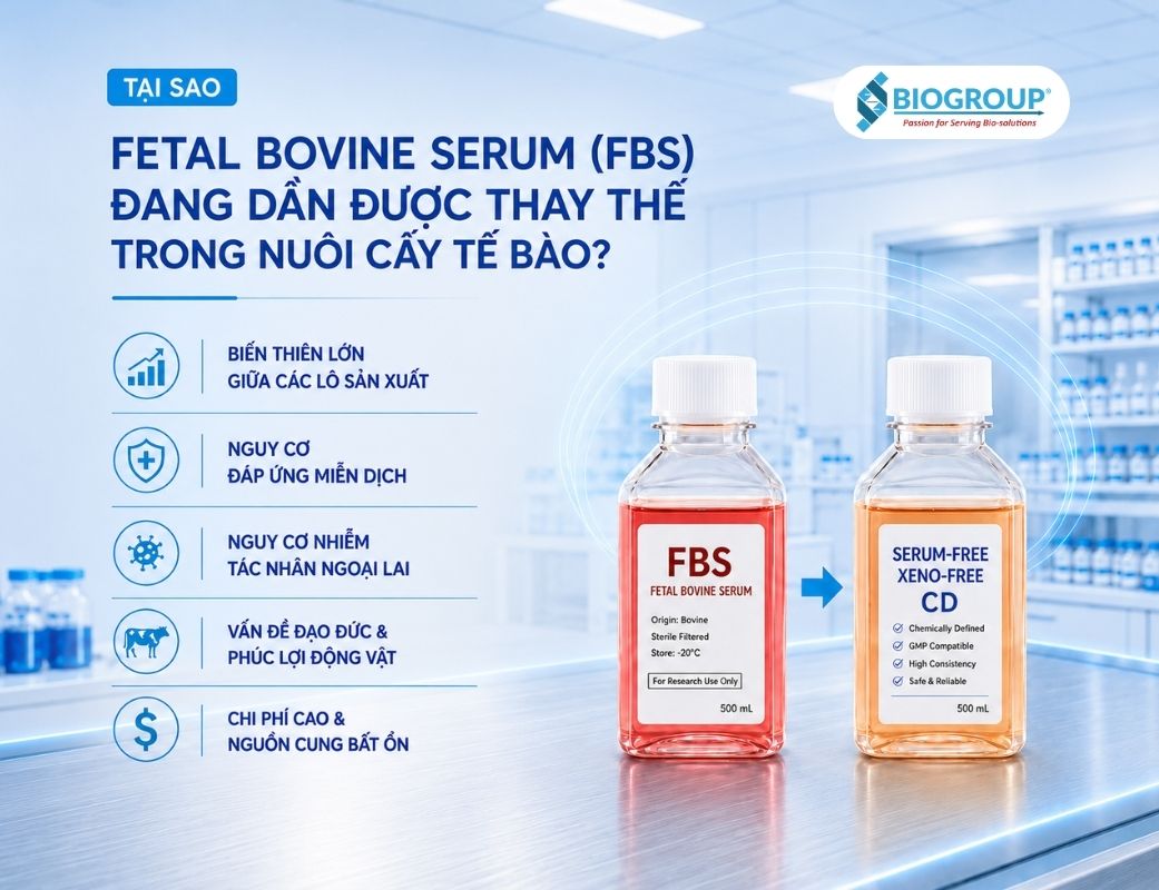 Tại sao Fetal Bovine Serum (FBS) đang dần được thay thế trong nuôi cấy tế bào?